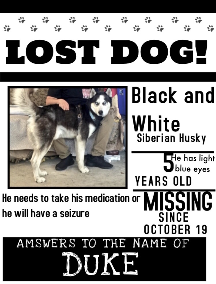 Image of Duke Cruz, Lost Dog