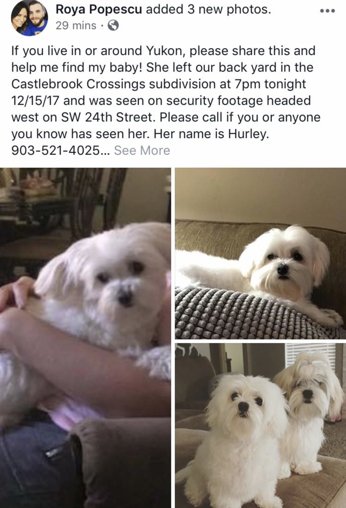 Image of Hurley, Lost Dog