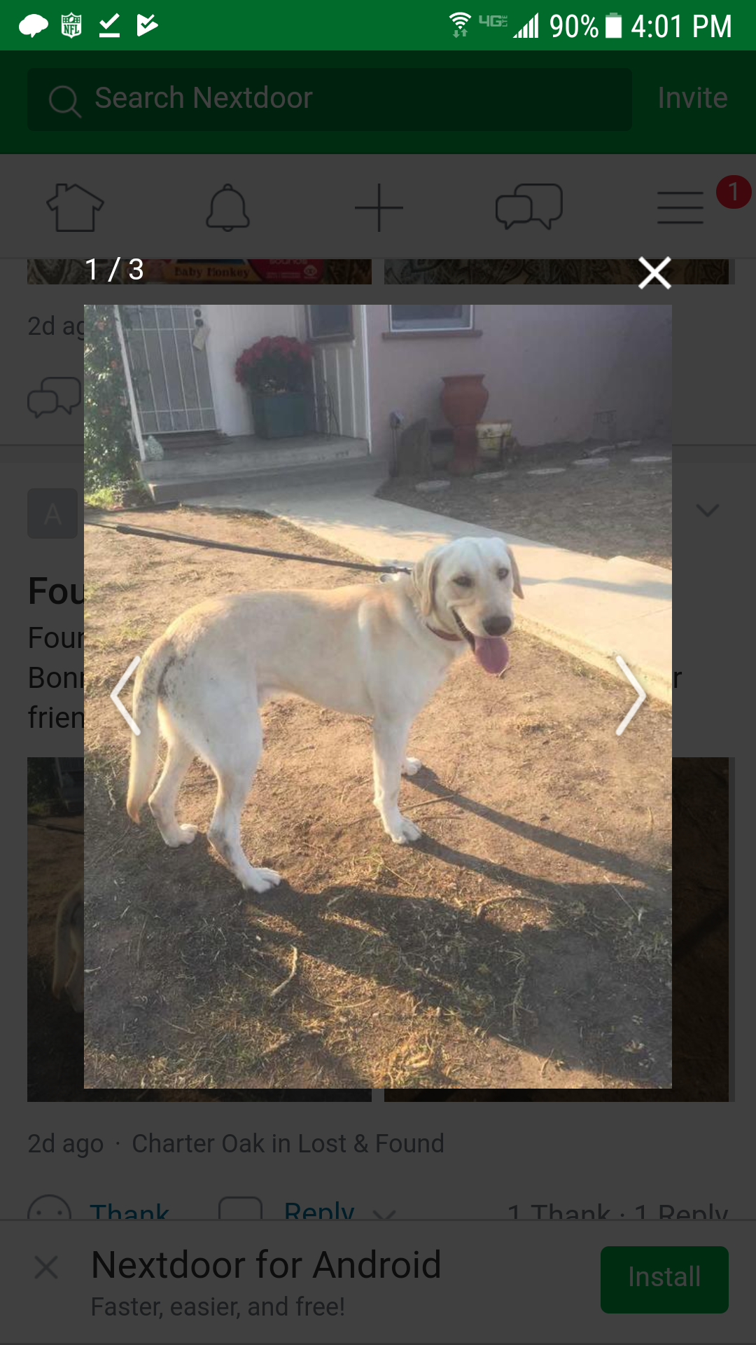 Image of Nawlins, Lost Dog