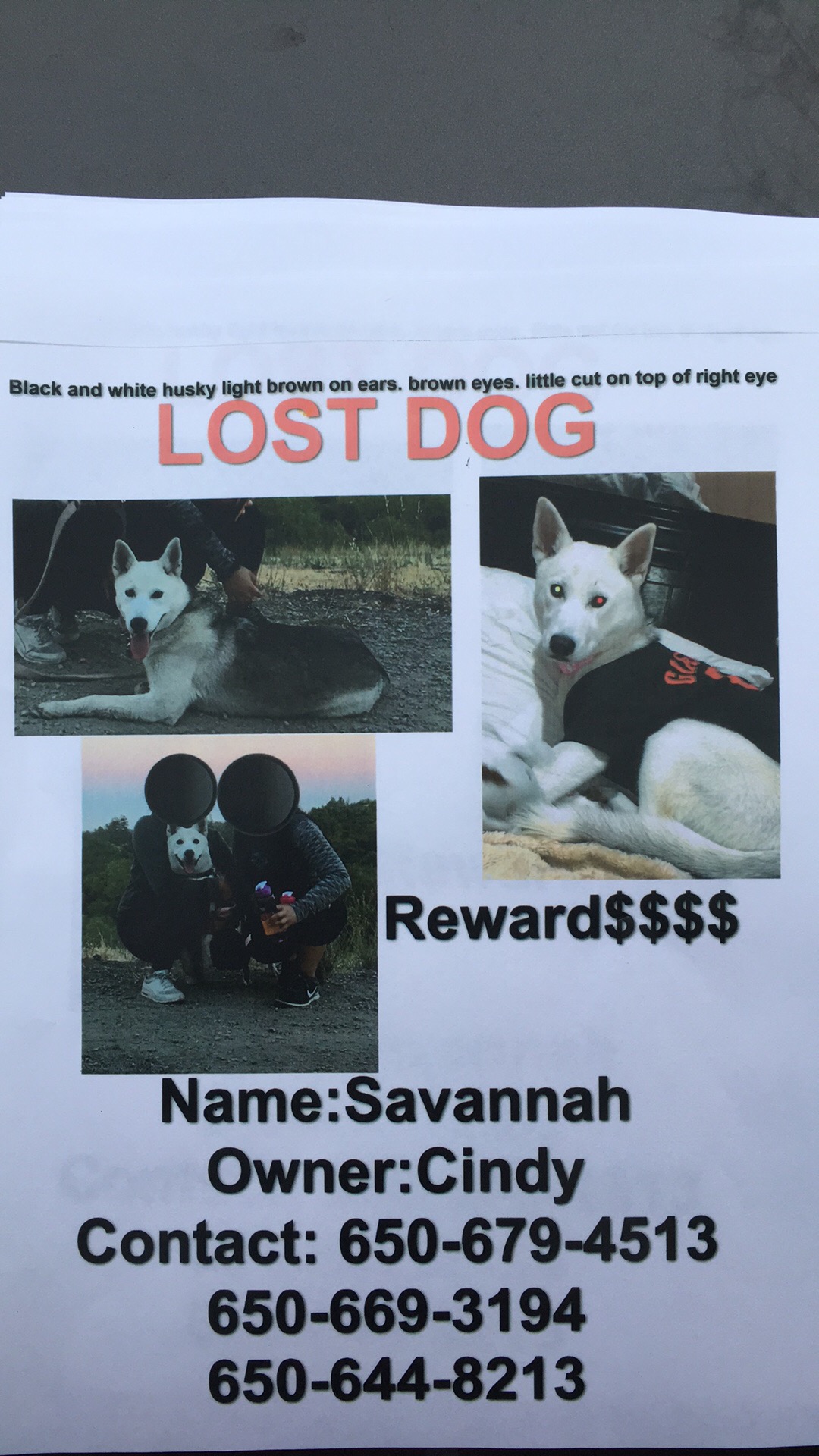 Image of Savannah, Lost Dog