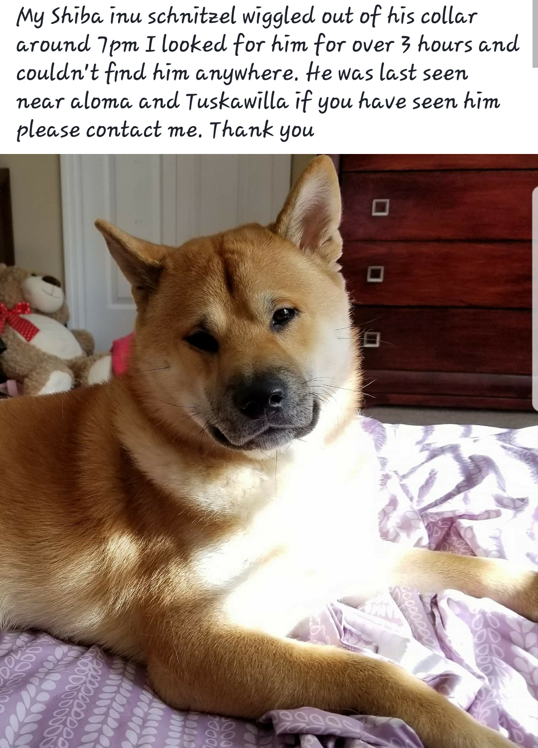 Lost Dog Shiba Inu In Oviedo Fl Lost My Doggie