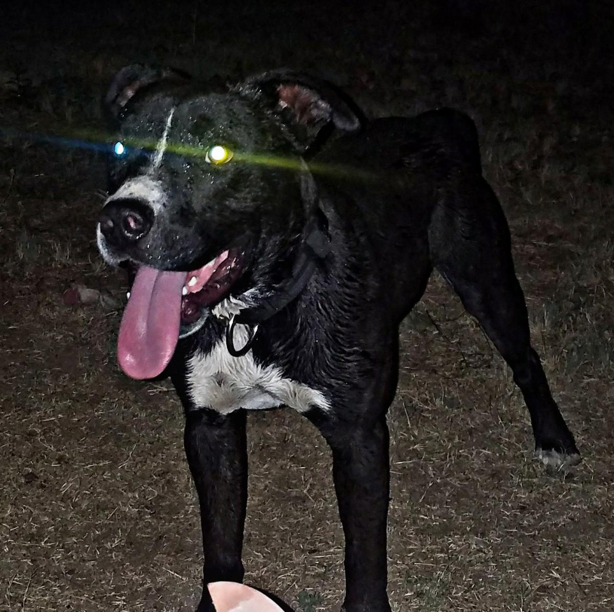 Image of chuy, Lost Dog