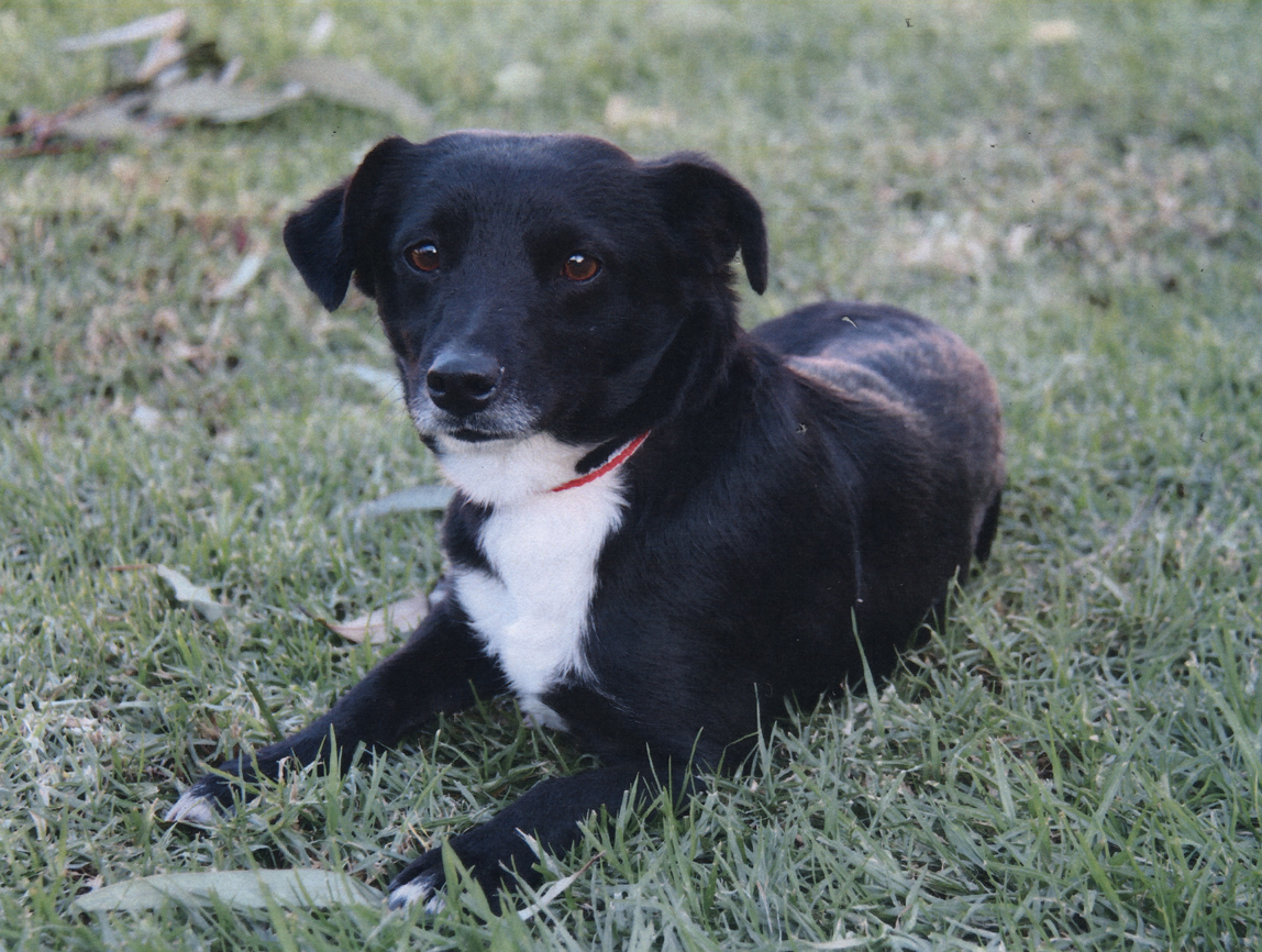 Image of Lillian, Lost Dog