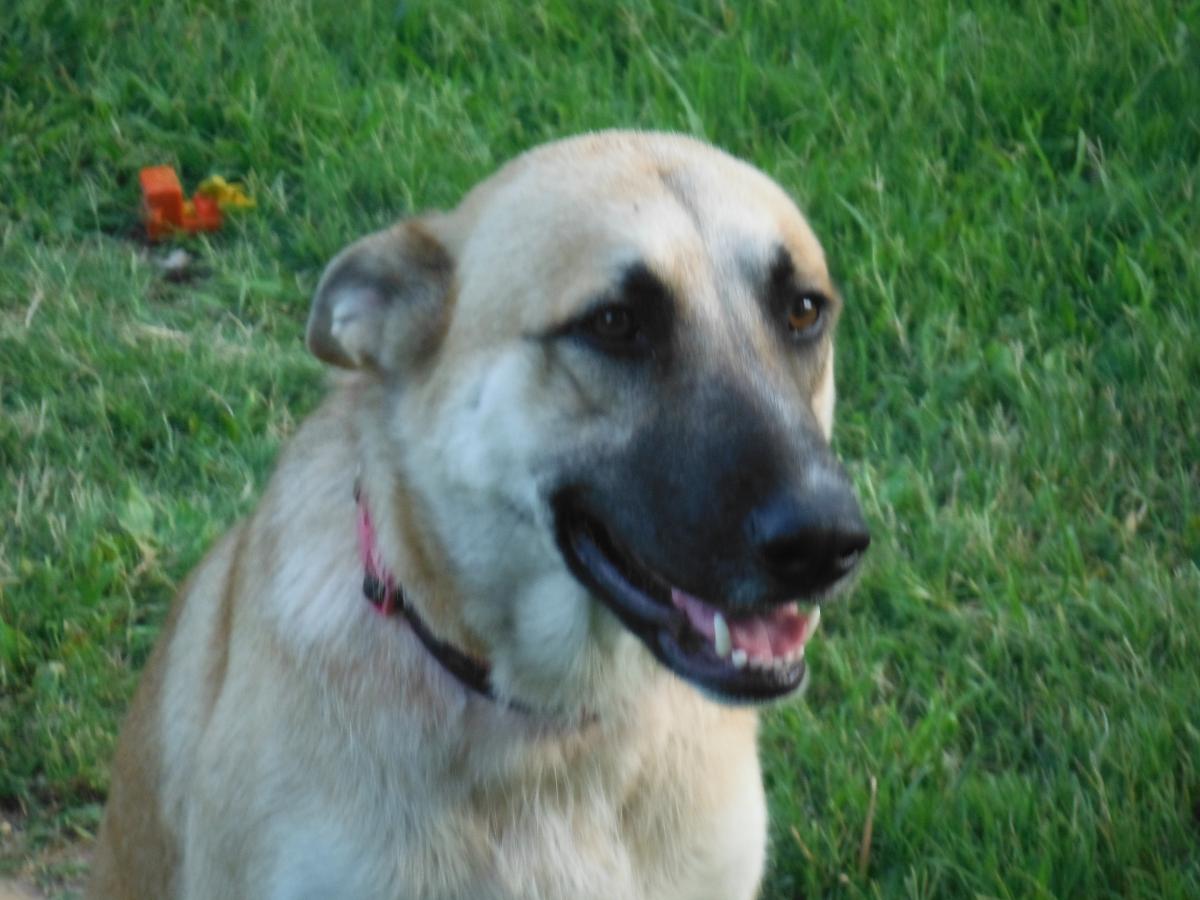 Image of Shiloh, Lost Dog
