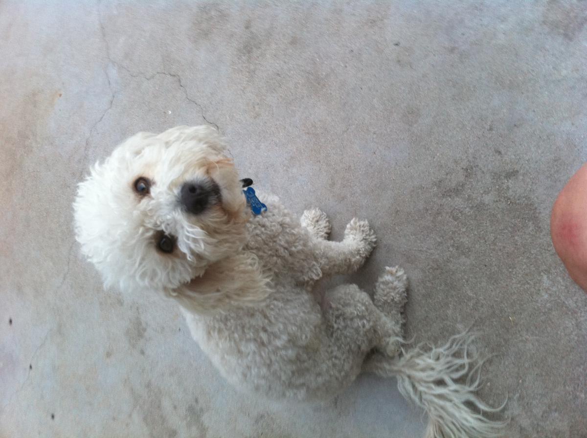 Image of Sancho, Lost Dog
