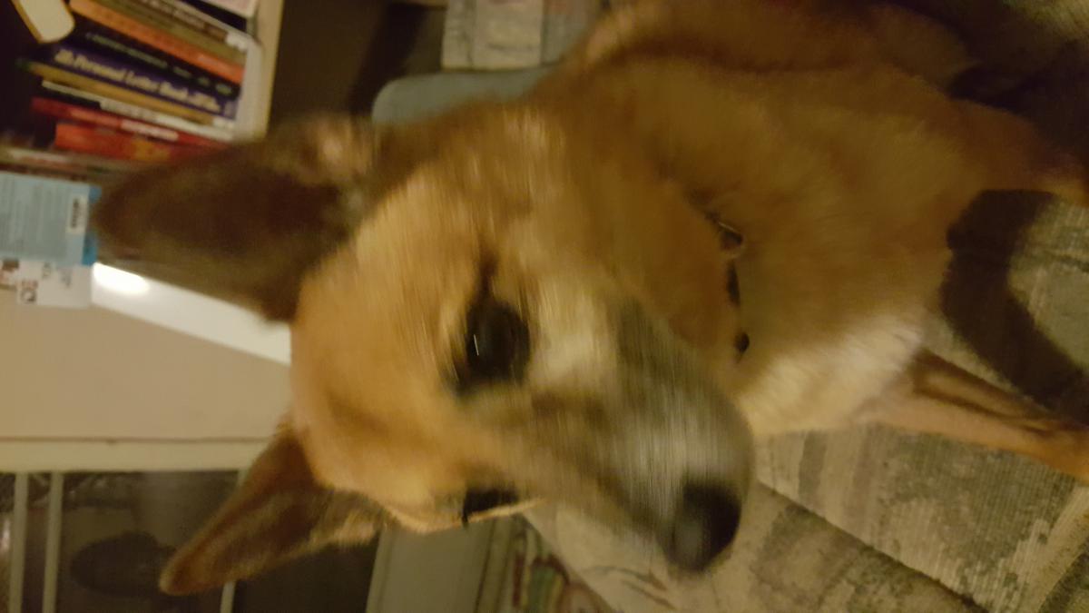 Image of Ichiro, Lost Dog