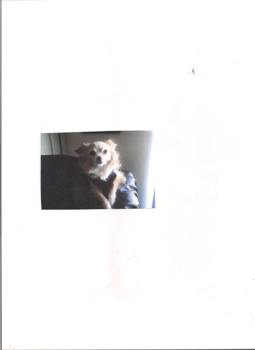 Image of Toby  tan color 7 pd, Lost Dog