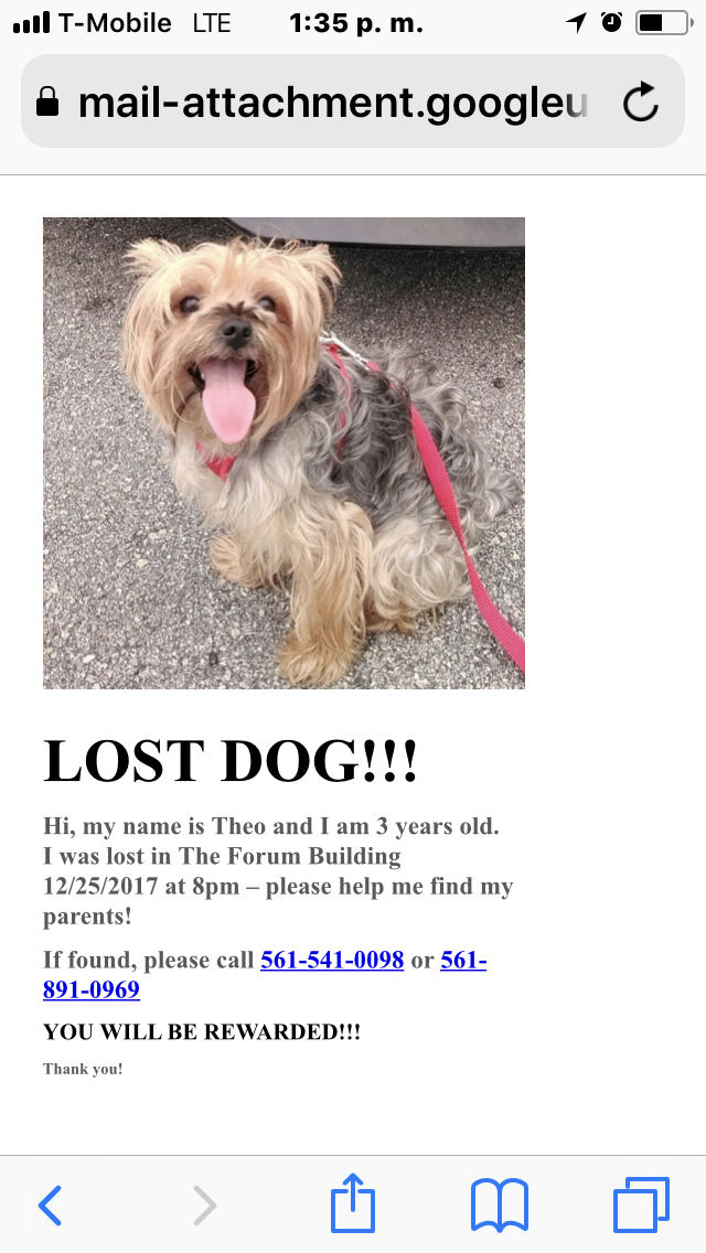 Image of Theo, Lost Dog