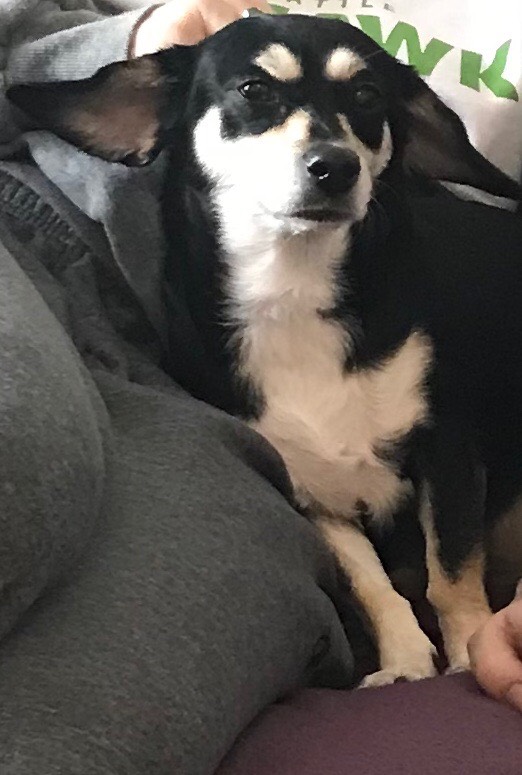 Image of Tessie, Lost Dog