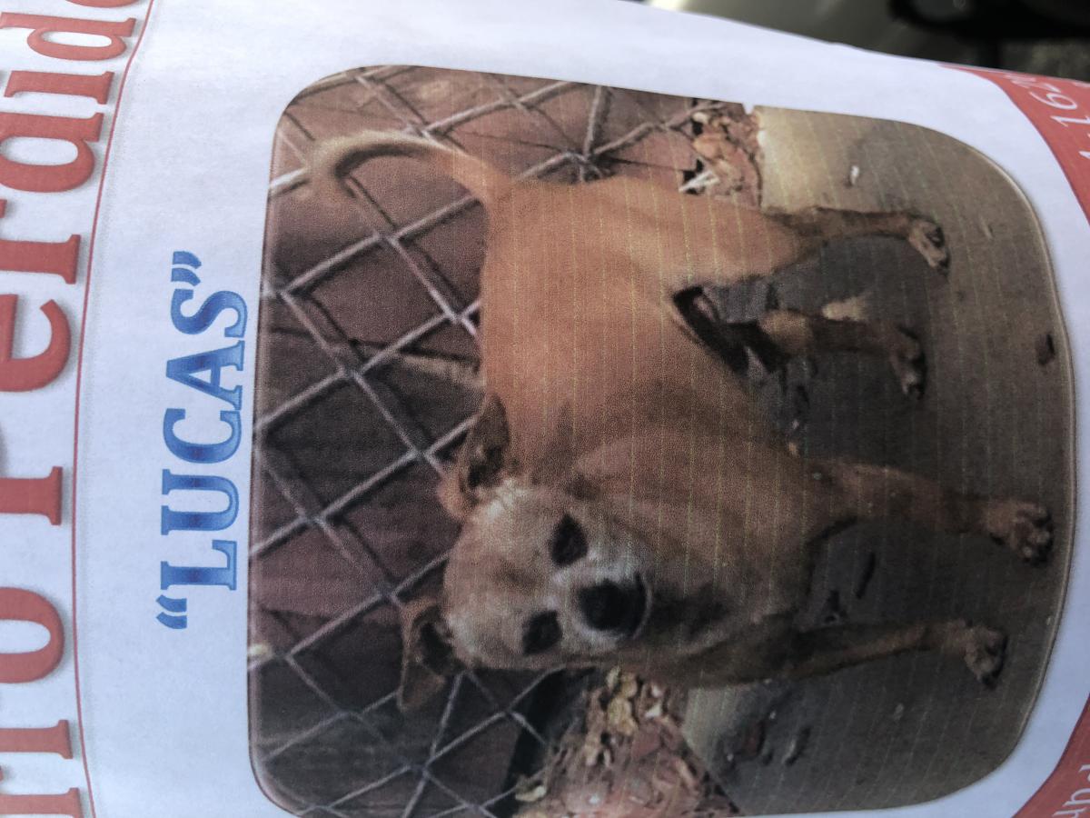 Image of Licas, Lost Dog