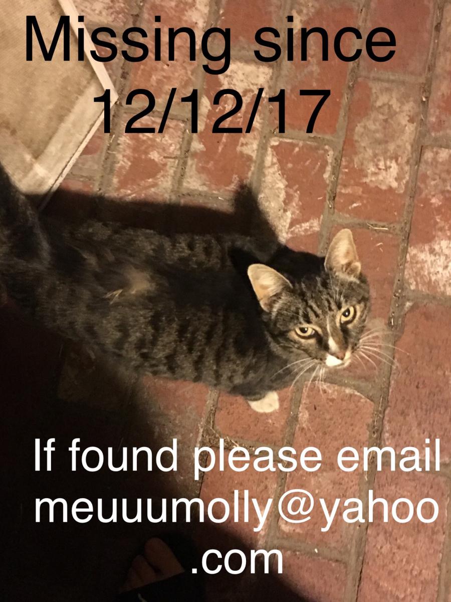 Image of Tomas, Lost Cat
