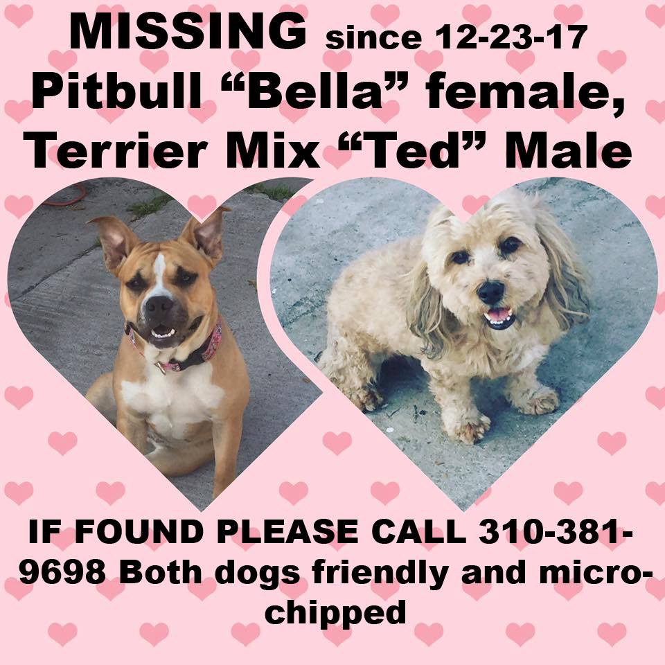 Image of Bella and Ted, Lost Dog