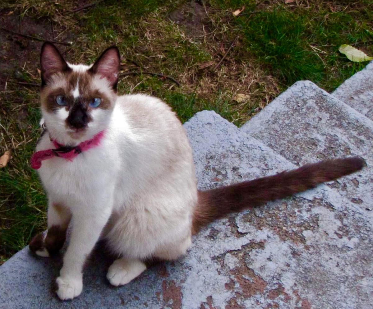 Image of Calliope Bleu, Lost Cat