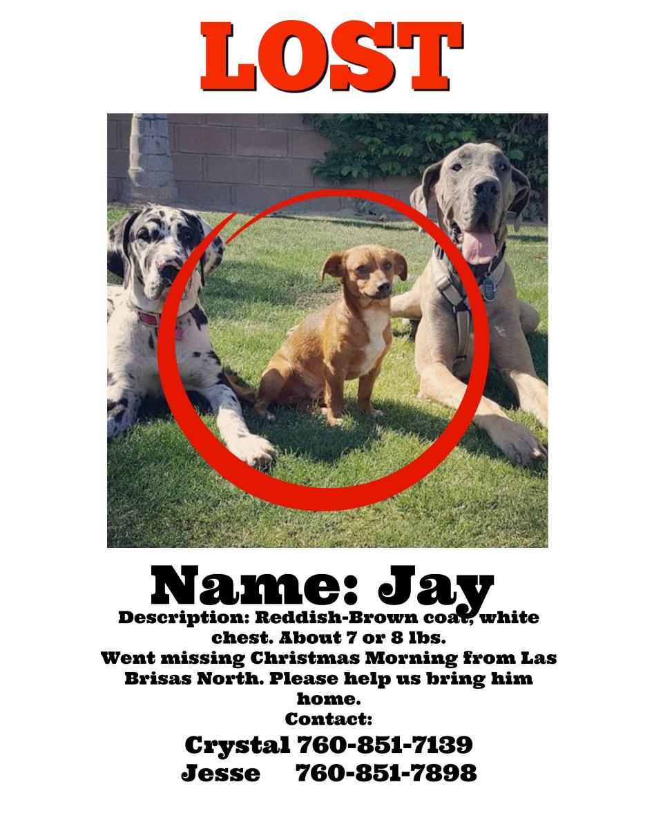Image of Jay, Lost Dog