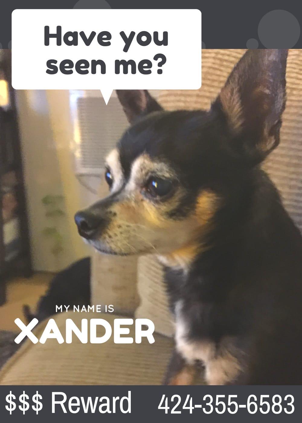 Image of Xander, Lost Dog