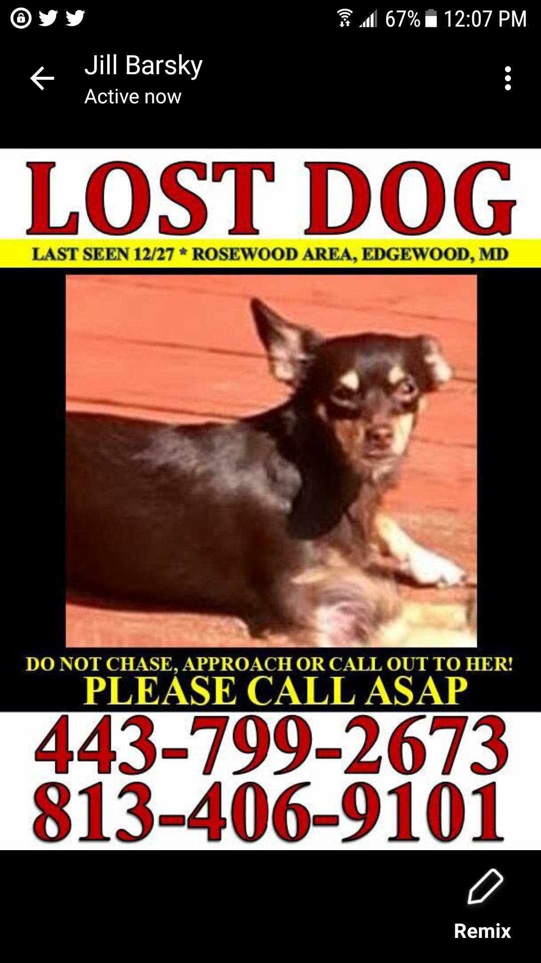 Image of Petrie, Lost Dog
