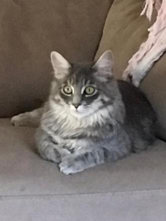 Image of Gregory, Lost Cat