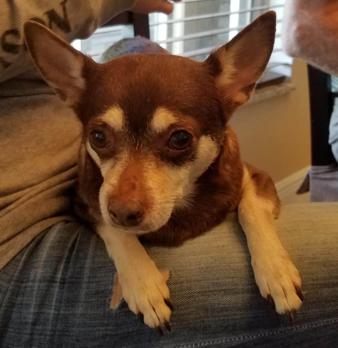 Image of Chalupa, Lost Dog