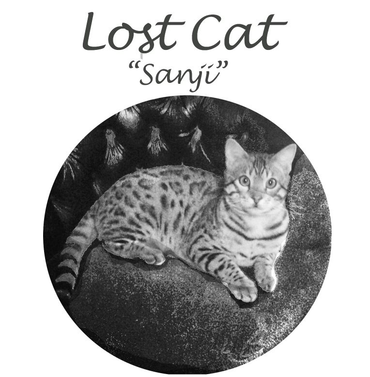 Image of Sanji, Lost Cat