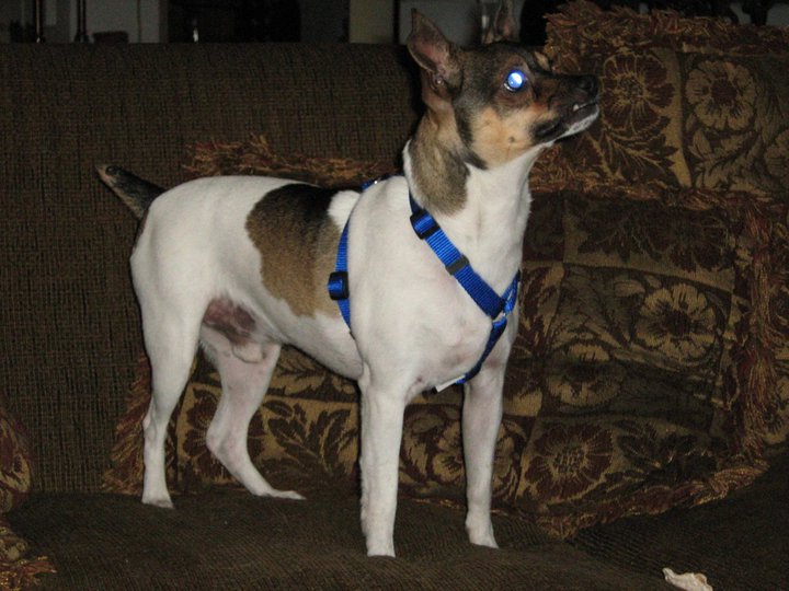 Image of Chip, Lost Dog