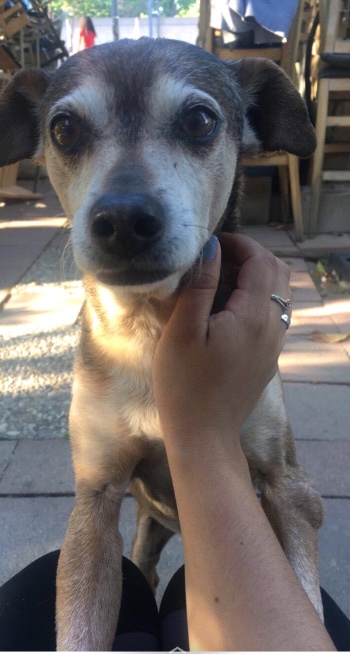 Image of Lucky Gonzalez, Lost Dog