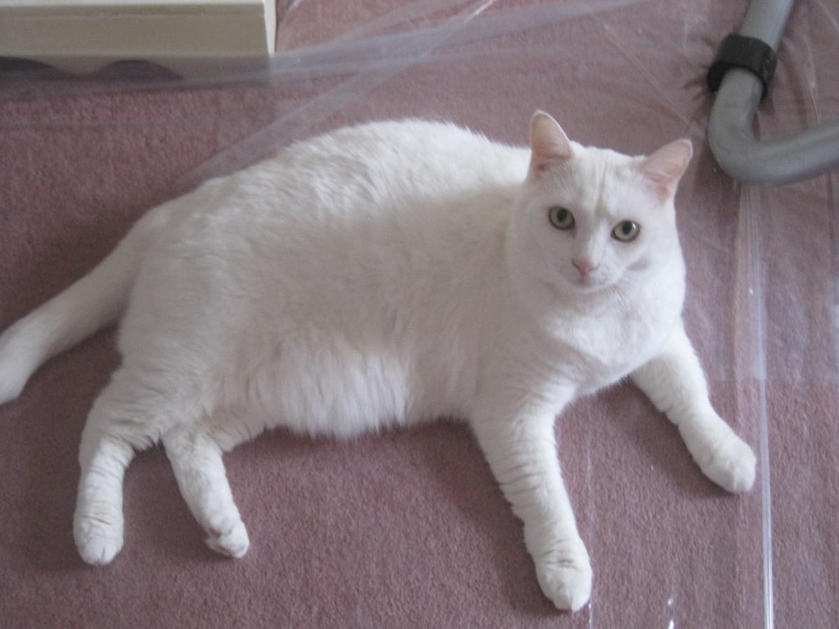 Image of Beyaz, Lost Cat