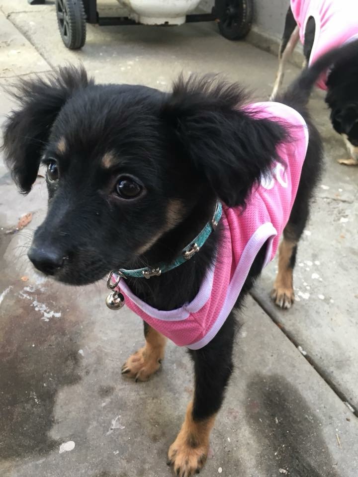 Image of Cookie, Lost Dog