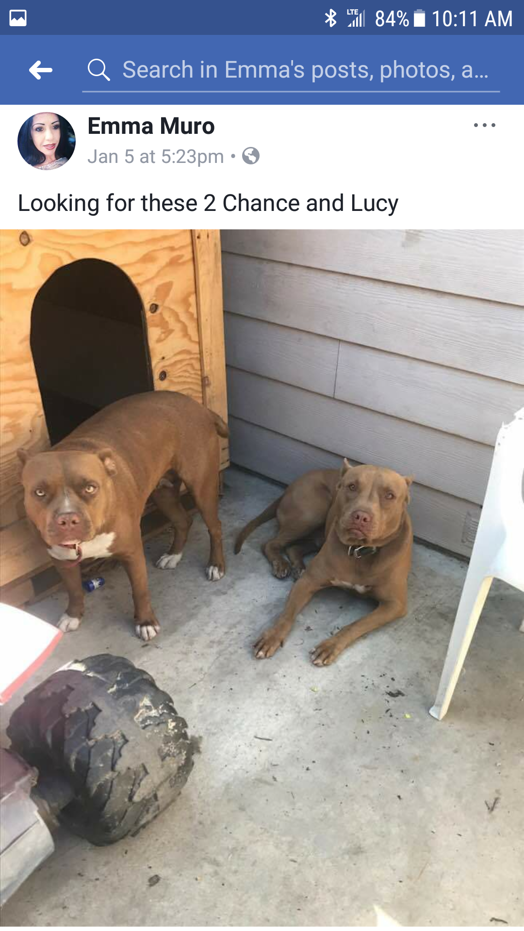 Image of Chance & Lucy, Lost Dog