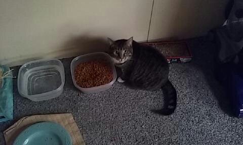Image of PrincessBaby, Lost Cat
