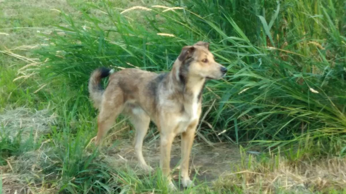Image of Koneecheewa, Lost Dog