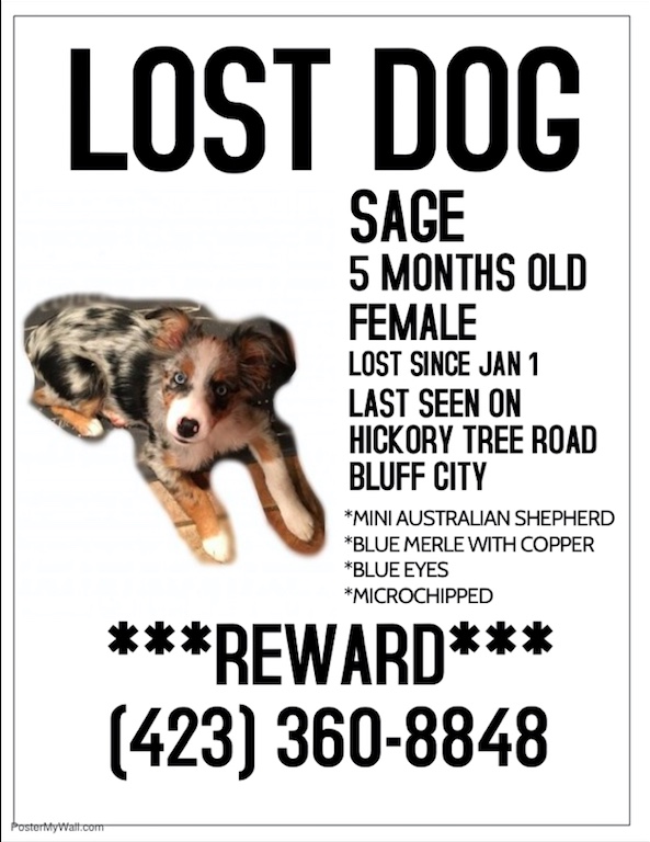 Image of Sage, Lost Dog