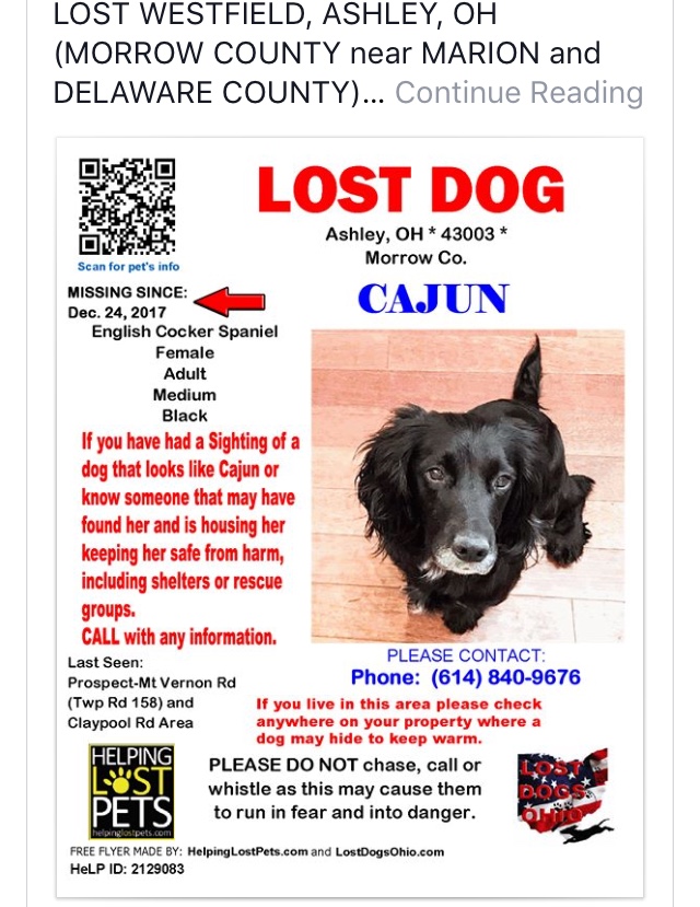 Image of Cajun, Lost Dog
