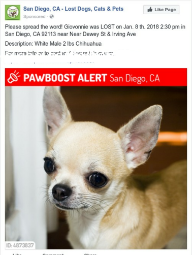 Image of Giovonnie, Lost Dog