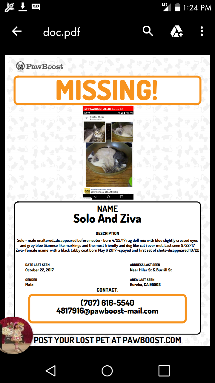 Image of Solo and Ziva, Lost Cat