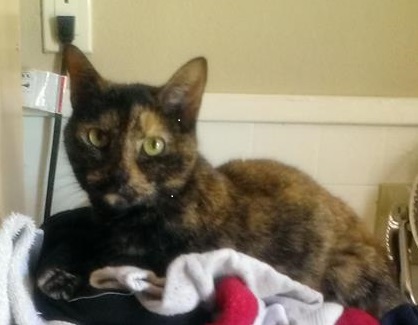 Image of Mami Kitty, Lost Cat