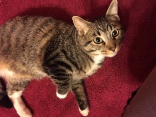 Image of Earle, Lost Cat