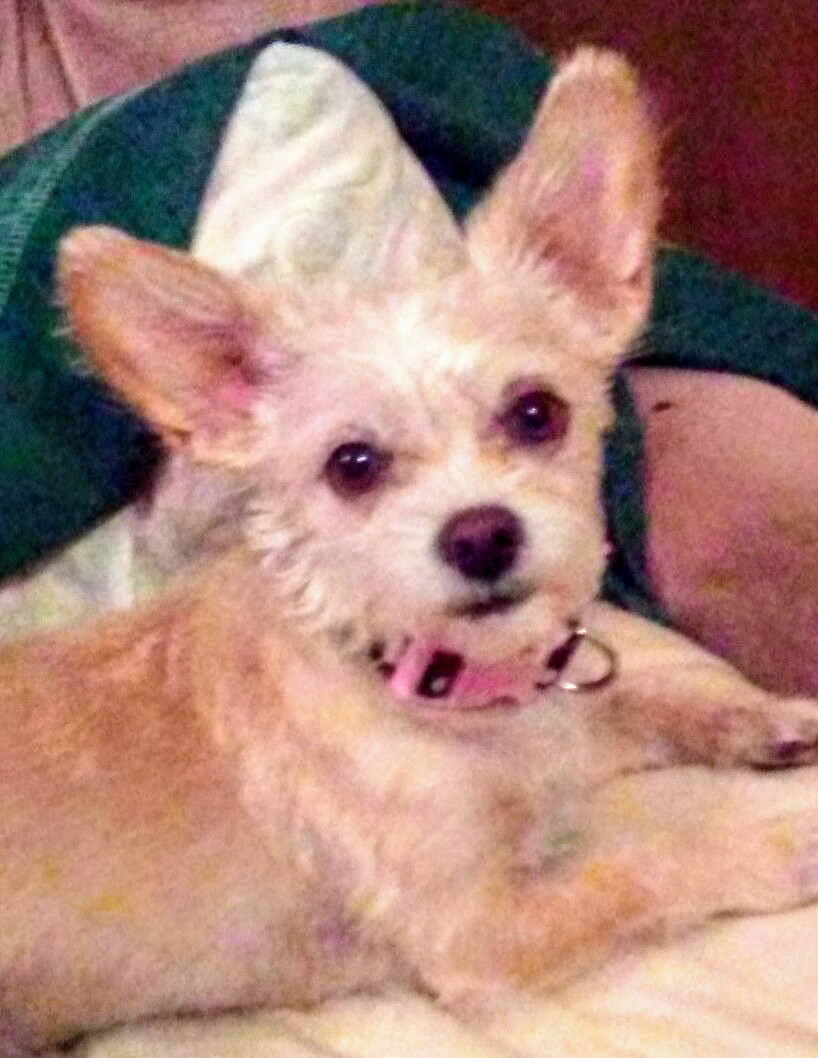 Image of Dixie-Trickcee, Lost Dog