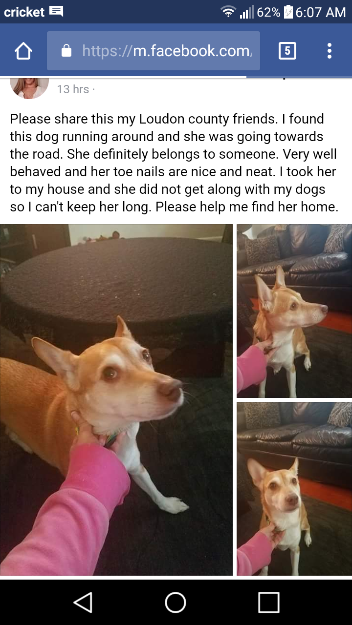 Image of Unkown, Found Dog