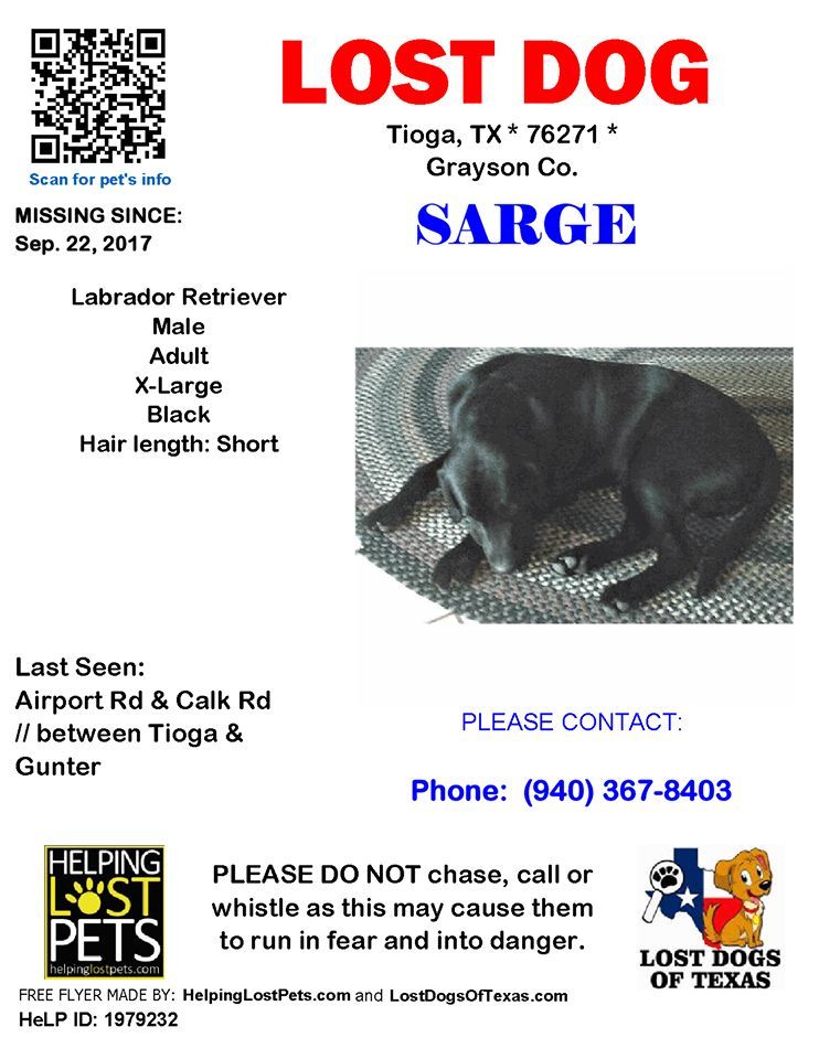 Image of sarge, Lost Dog