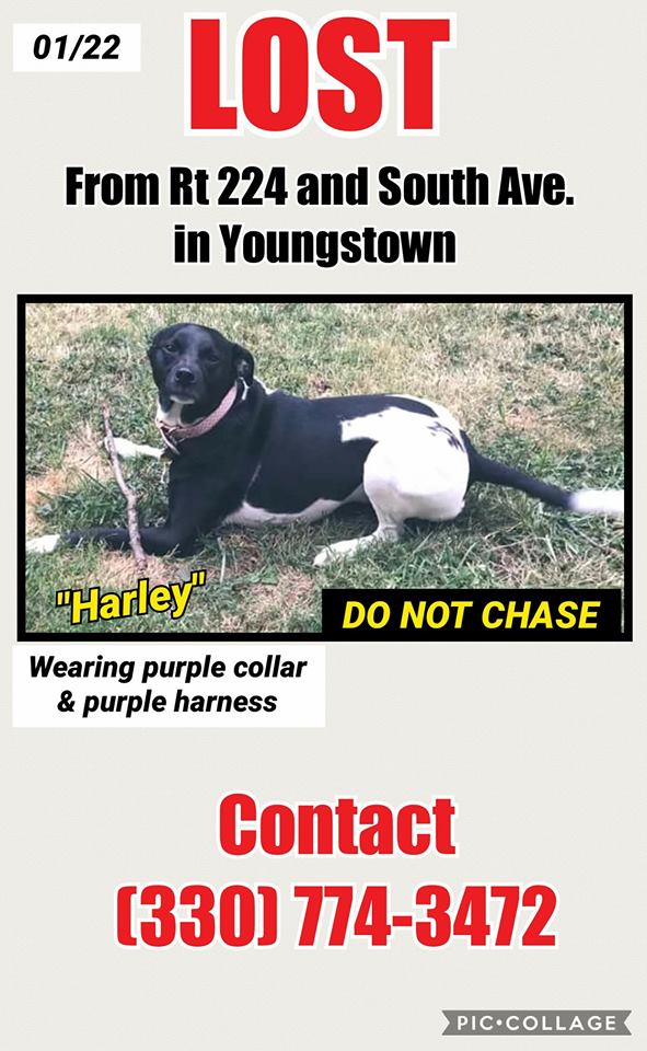 Image of harley, Lost Dog