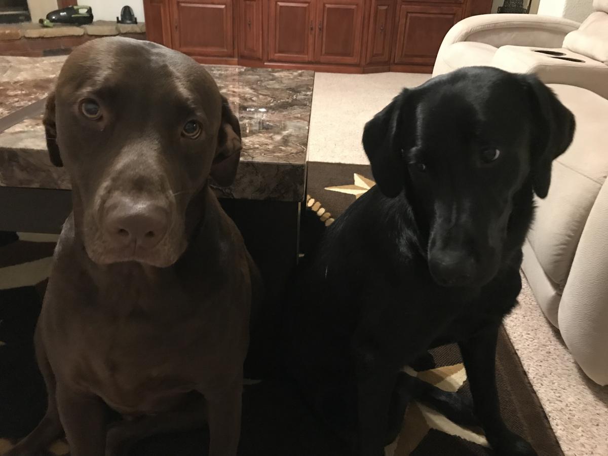 Image of Duke and Bella, Lost Dog