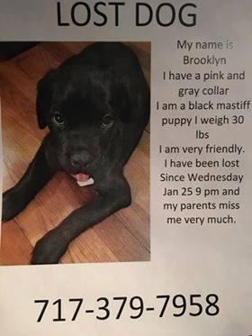 Image of Brooklyn, Lost Dog