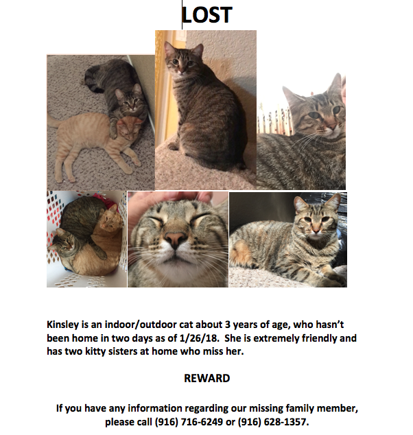 Image of Kinsley, Lost Cat