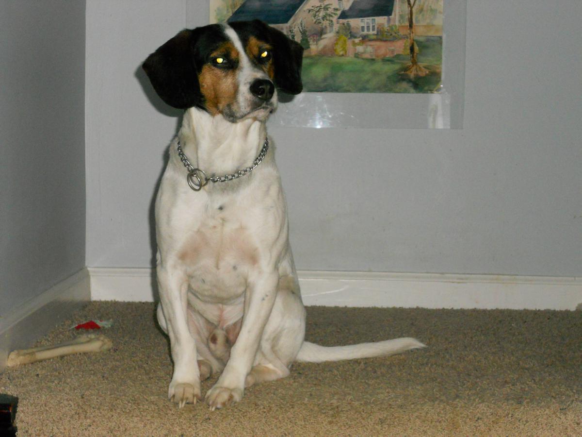 Image of Barney, Lost Dog