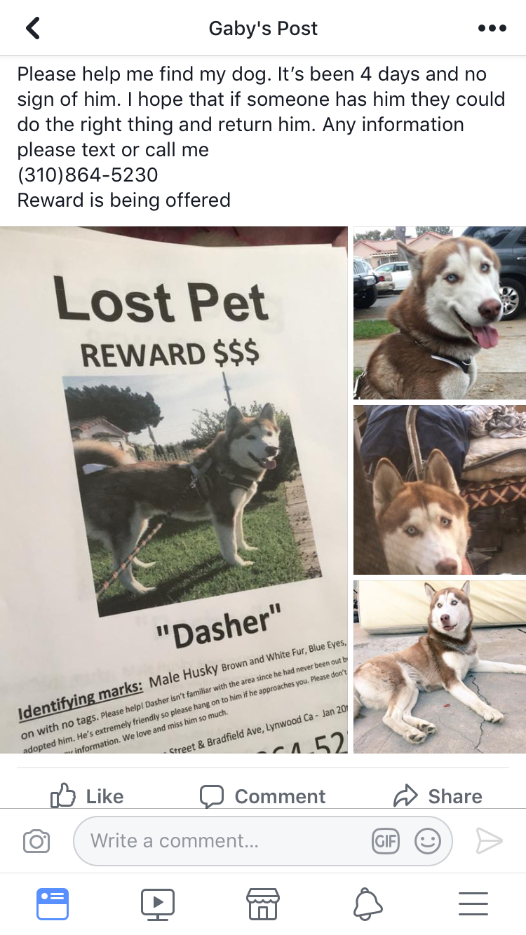 Image of Dasher, Lost Dog