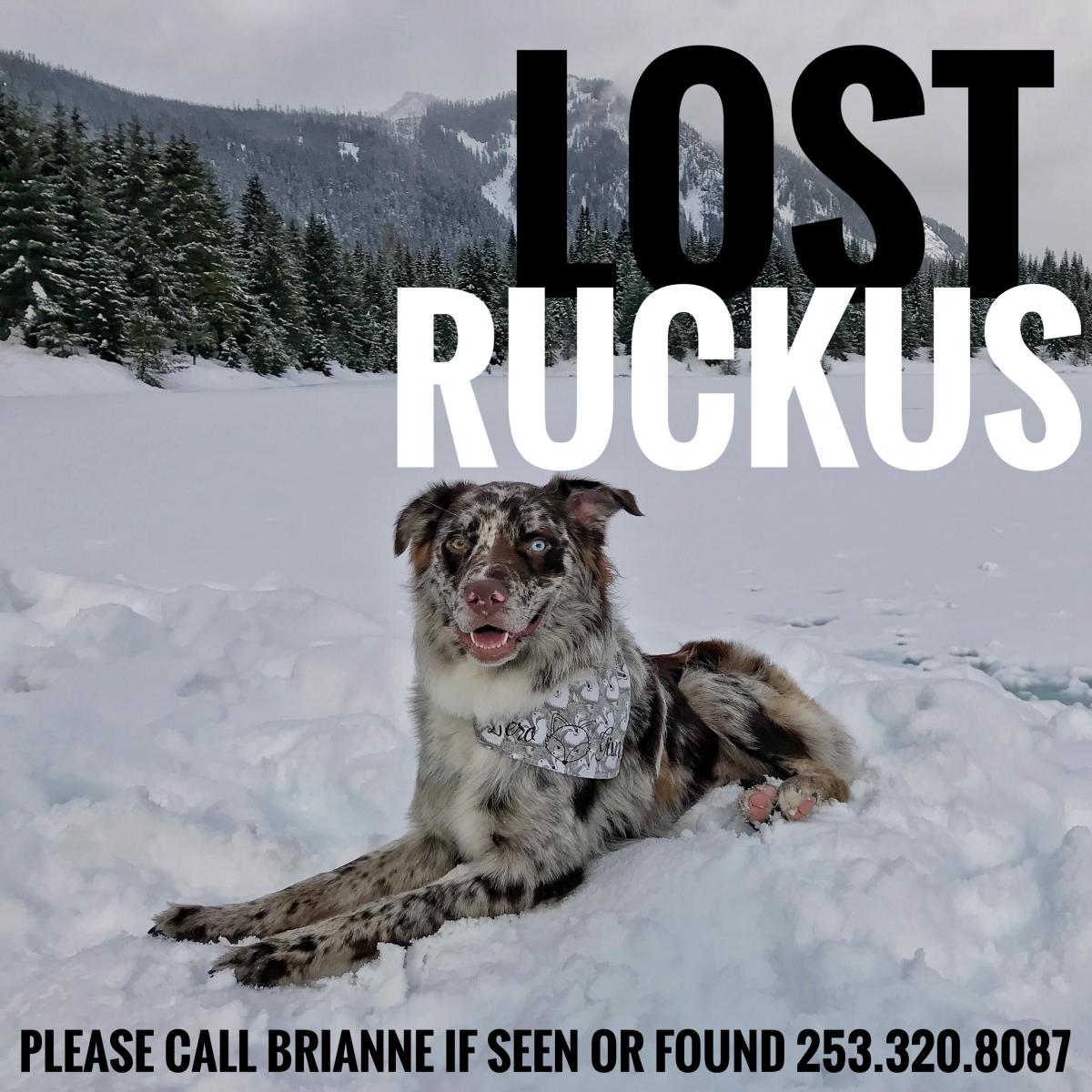 Image of Ruckus, Lost Dog