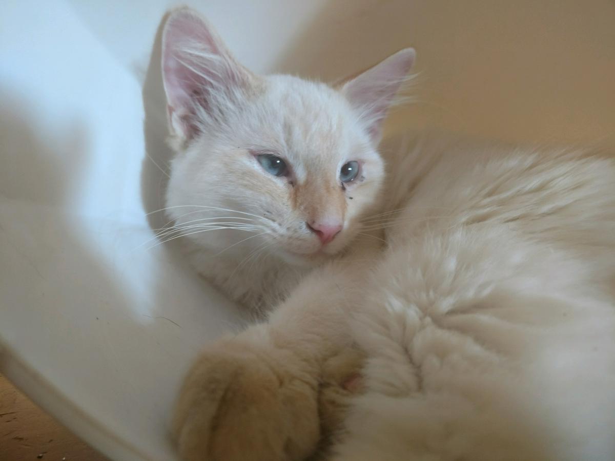 Image of Escobar (Eski), Lost Cat