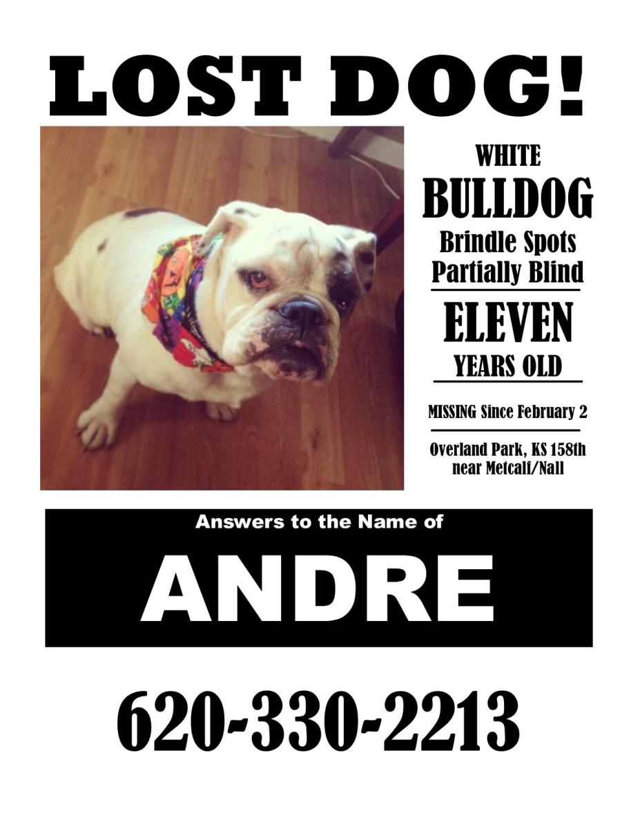 Image of Andre, Lost Dog