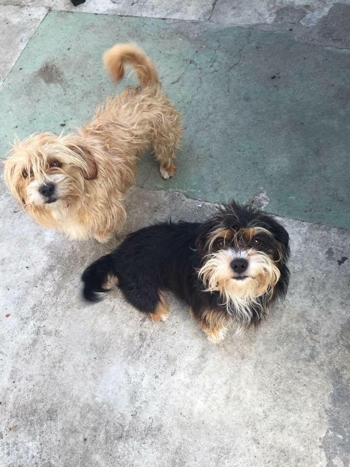 Image of Brownie and Tyson, Lost Dog