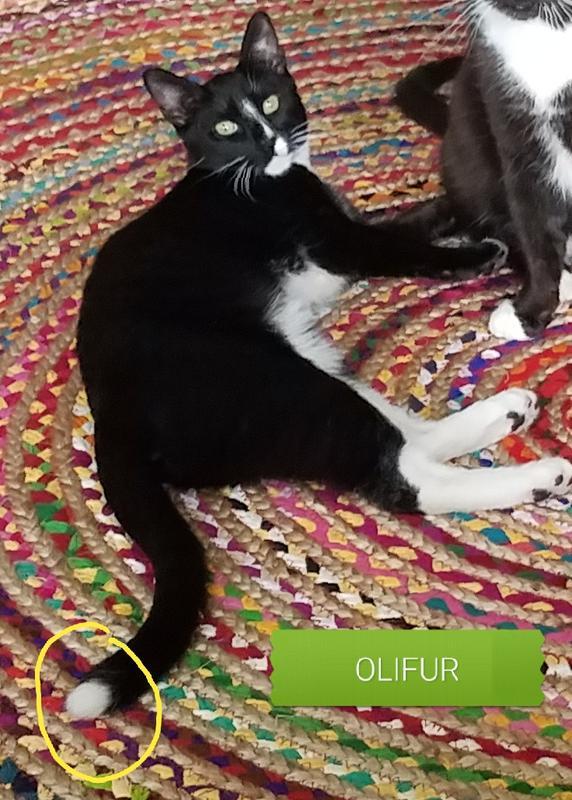 Image of OLIFUR, Lost Cat